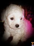 Maltipoo